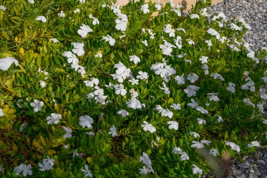 beautiful white flowers in northern cyprus in winter