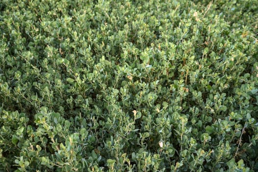 floral background of boxwood on the shores of the Mediterranean Sea 3