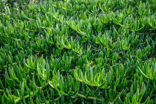 floral background of Carpobrotus edibles on the shores of the Mediterranean Sea