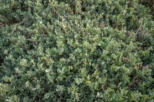 floral background of boxwood on the shores of the Mediterranean Sea