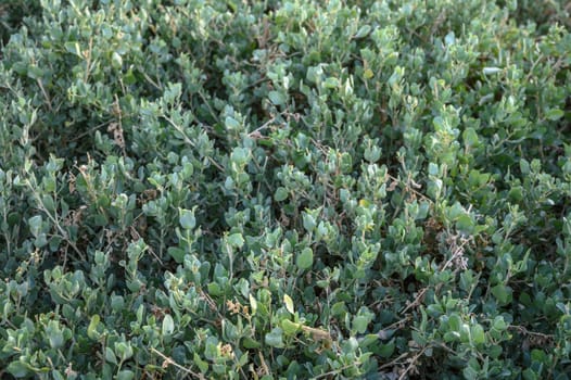 floral background of boxwood on the shores of the Mediterranean Sea 1