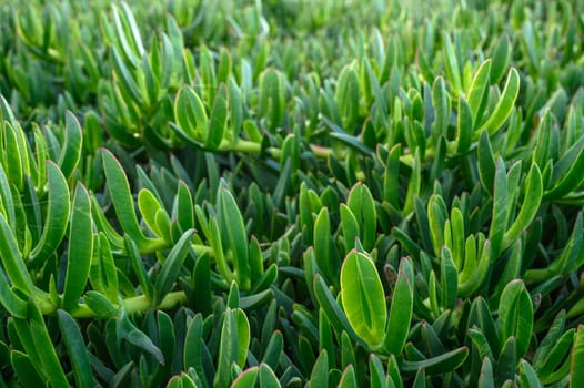 floral background of Carpobrotus edibles on the shores of the Mediterranean Sea3