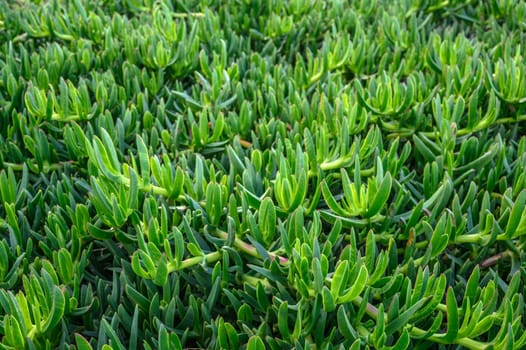 floral background of Carpobrotus edibles on the shores of the Mediterranean Sea 2