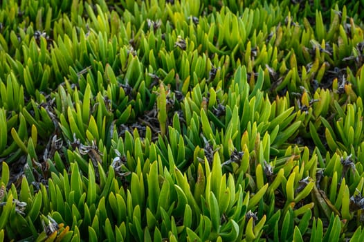 floral background of Carpobrotus edibles on the shores of the Mediterranean Sea 4