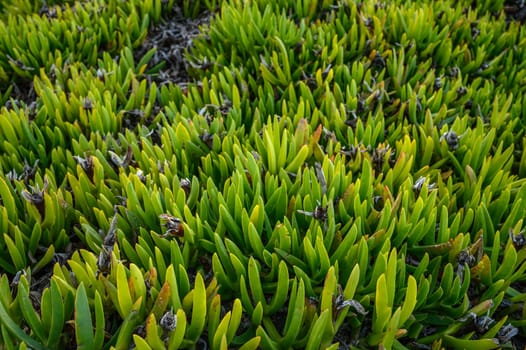 floral background of Carpobrotus edibles on the shores of the Mediterranean Sea 5