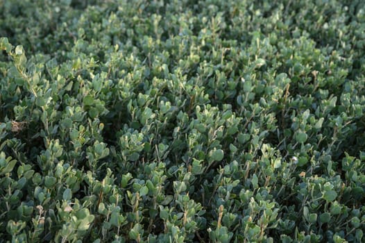 floral background of boxwood on the shores of the Mediterranean Sea 2