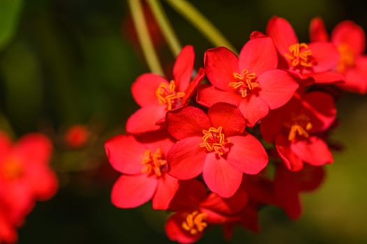 red tropical flowers in winter in cyprus