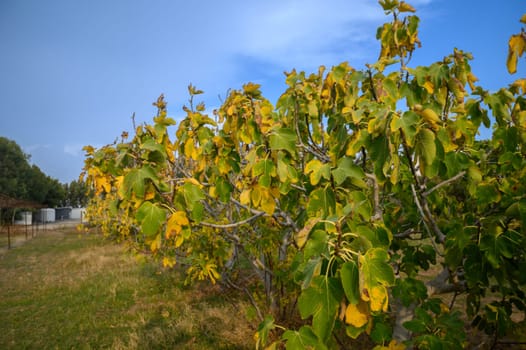 fig trees with yellowed leaves suffer from lack of water