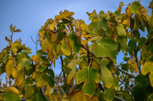 fig trees with yellowed leaves suffer from lack of water 1