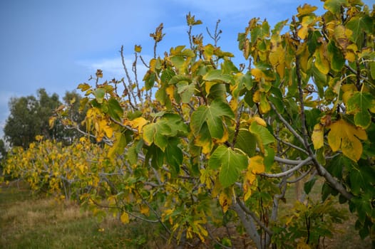 fig trees with yellowed leaves suffer from lack of water 2