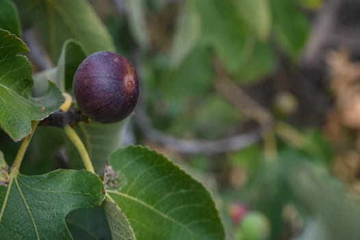 figs ripen on a branch in winter in Cyprus