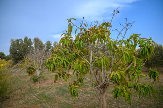 mango trees with yellowed leaves suffer from lack of water