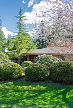 Blossoming trees on front yard of residential house on spring season in British Columbia, Canada