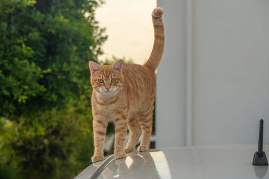 red cat on the roof of a white car 2