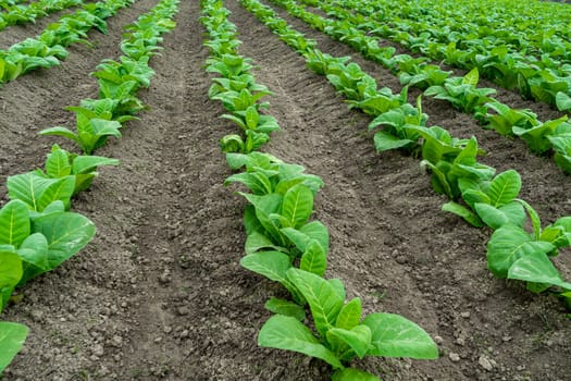 tobacco plantation, tobacco cultivation in Bangladesh. Field of tobacco