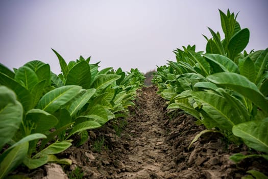 Field of tobacco. tobacco plantation, tobacco cultivation in Bangladesh