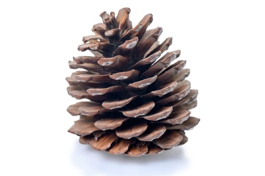 drying pine cone on a white background isolate