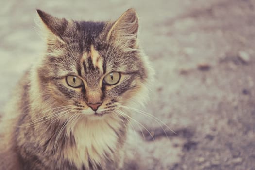 Fluffy cat. The cat is sitting on the road. Beautiful picture of a cat. Pathetic lonely cat.