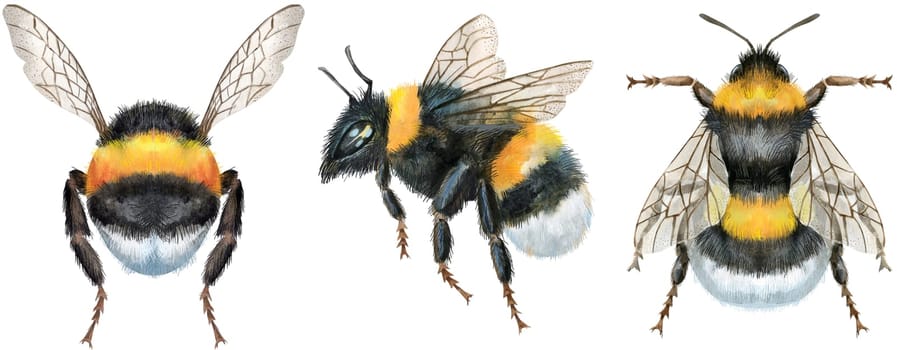 Set of earth bumblebees. Insect for t-shirt graphics. Watercolor bumblebee illustration
