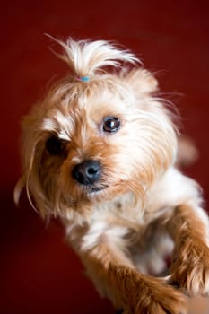 Cute puppy. Terrier with a smart look. A small handsome erzhensky terrier. A dog with an intelligent look. Friendly puppy. Beautiful hairstyle with a dog