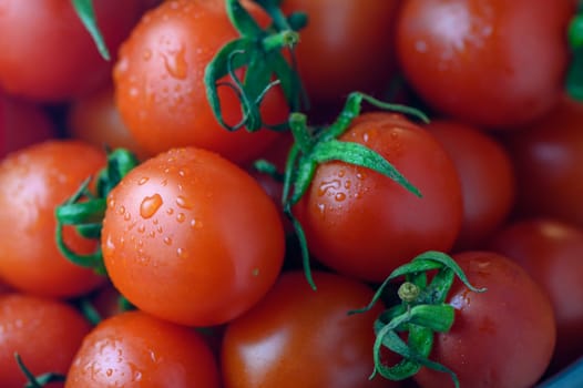 vegetable background of fresh cherry tomatoes