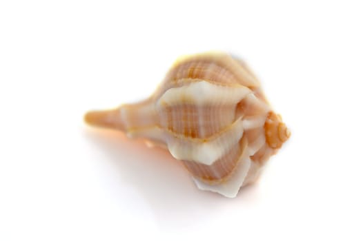 beautiful sea shell on white background 1