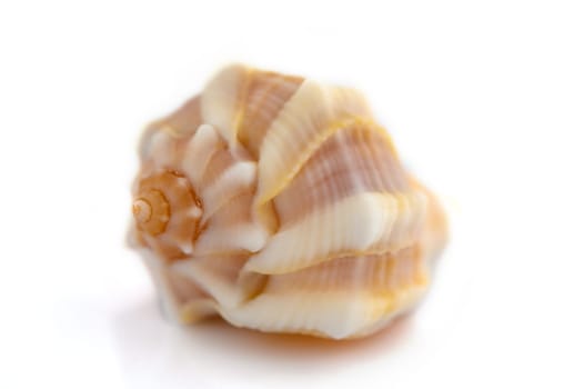 beautiful sea shell on white background 2