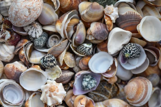 a lot of seashells poured into a box 8