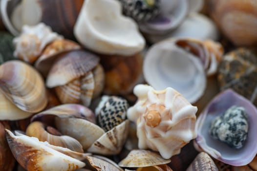 a lot of seashells poured into a box 6