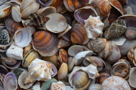 a lot of seashells poured into a box 3