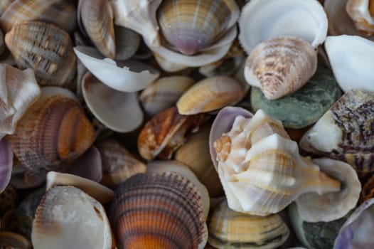 a lot of seashells poured into a box 1