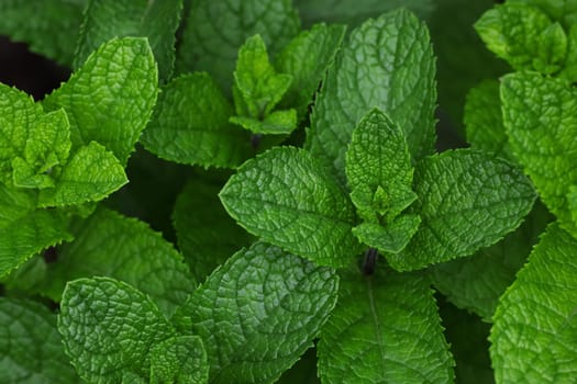 Close up fresh green mint leaves growing on herb garden bed in open ground, elevated top view, directly above