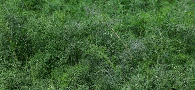 Close up fresh green dill or fennel growing on herb and spice garden bed in open ground, elevated top view, directly above