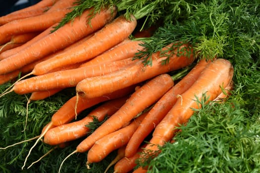 Close up bunches of fresh washed new farm carrot at retail display of farmer market, high angle view