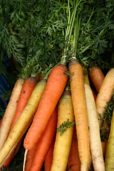 Close up bunches of fresh washed orange and yellow new farm carrot at retail display of farmer market, high angle view