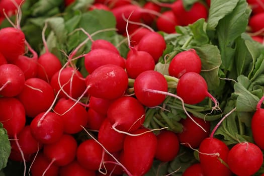 Close up bunches of fresh new farm red radish on retail display of farmer market, high angle view