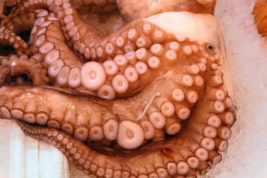 Close up fresh raw octopus or cuttlefish tentacles on ice at retail display of fisherman market, high angle view