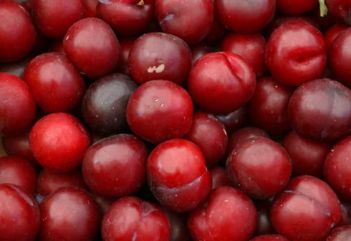 Close up fresh round red purple plums at retail display of farmer market, high angle view