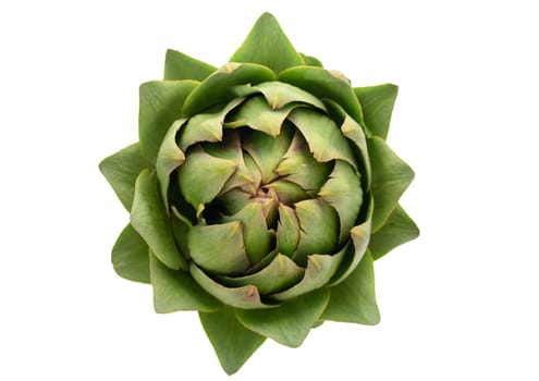 fresh artichoke on white background