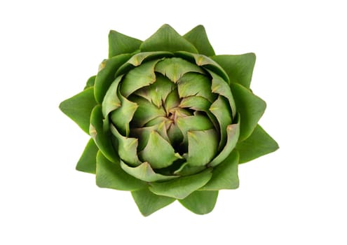 fresh artichoke on white background 1