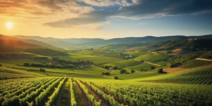 Beautiful landscape of Vineyards in European region in summer season comeliness