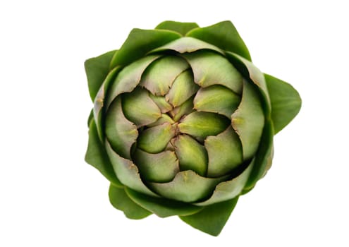 fresh artichoke on white background 6