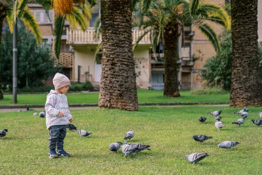 Little girl stands and looks at eating pigeons on a green lawn. High quality photo