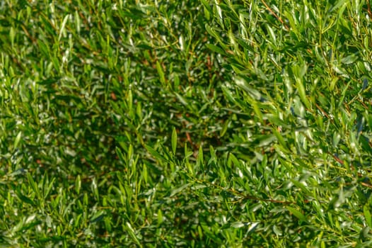 green hedge as a background for a photo