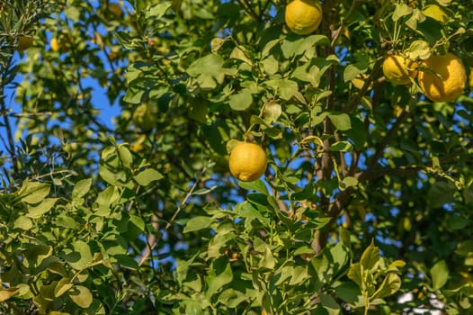 juicy appetizing lemons on a tree branch