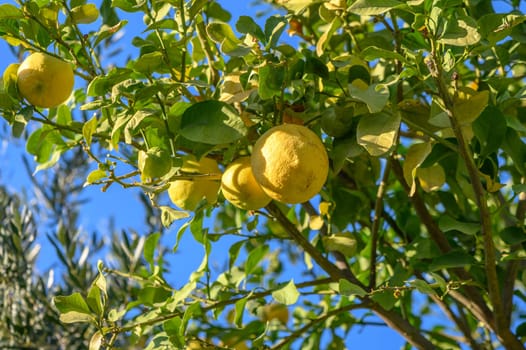 juicy appetizing lemons on a tree branch 1