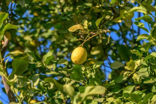 juicy appetizing lemons on a tree branch 2