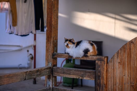 tricolor cat sleeps on the fence on the street 1