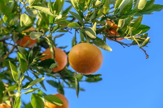 juicy tangerines on tree branches in a tangerine garden