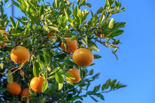 juicy tangerines on tree branches in a tangerine garden 1